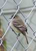 Least Flycatcher